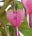 Hohe Herzblume, Tränendes Herz - Dicentra spectabilis