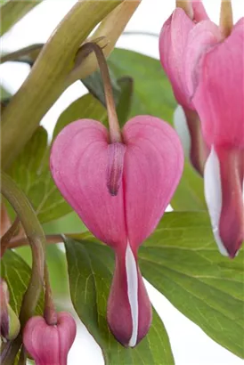 Hohe Herzblume, Tränendes Herz - Dicentra spectabilis