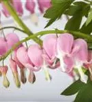 Hohe Herzblume, Tränendes Herz - Dicentra spectabilis