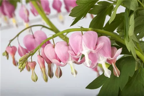 Hohe Herzblume, Tränendes Herz - Dicentra spectabilis