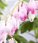 Hohe Herzblume, Tränendes Herz - Dicentra spectabilis