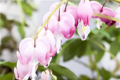 Hohe Herzblume, Tränendes Herz - Dicentra spectabilis