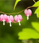 Hohe Herzblume, Tränendes Herz - Dicentra spectabilis