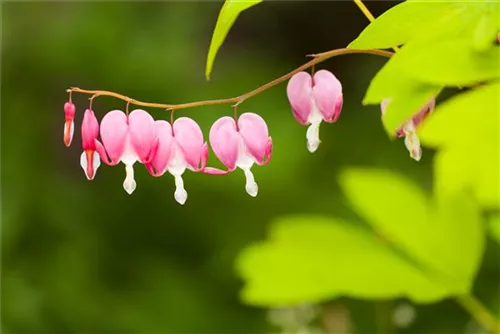 Hohe Herzblume, Tränendes Herz - Dicentra spectabilis