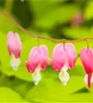 Hohe Herzblume, Tränendes Herz - Dicentra spectabilis