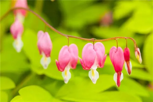 Hohe Herzblume, Tränendes Herz - Dicentra spectabilis