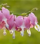 Hohe Herzblume, Tränendes Herz - Dicentra spectabilis