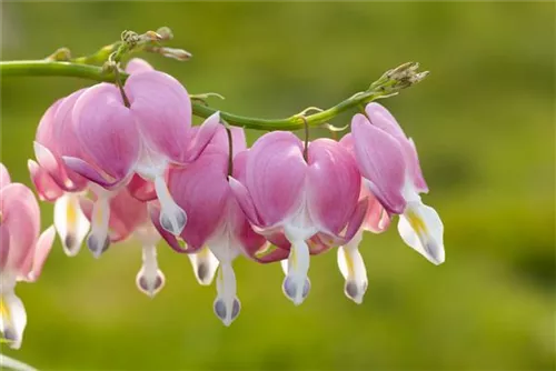 Hohe Herzblume, Tränendes Herz - Dicentra spectabilis