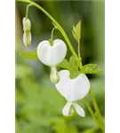 Zwergige Garten-Herzblume - Dicentra eximia 'Alba'