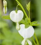 Hohe Garten-Herzblume, Tränendes Herz - Dicentra spectabilis 'Alba'