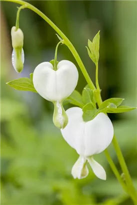 Hohe Garten-Herzblume, Tränendes Herz - Dicentra spectabilis 'Alba'