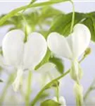 Hohe Garten-Herzblume, Tränendes Herz - Dicentra spectabilis 'Alba'