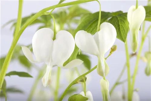 Hohe Garten-Herzblume, Tränendes Herz - Dicentra spectabilis 'Alba'