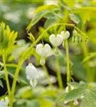 Hohe Garten-Herzblume, Tränendes Herz - Dicentra spectabilis 'Alba'