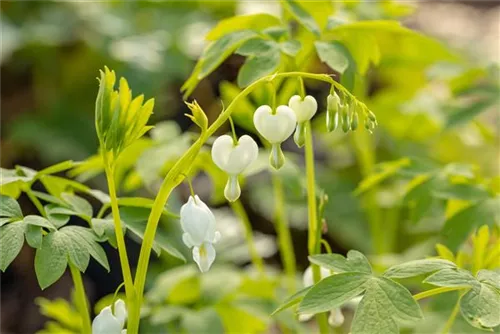 Hohe Garten-Herzblume, Tränendes Herz - Dicentra spectabilis 'Alba'