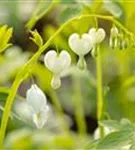 Hohe Garten-Herzblume, Tränendes Herz - Dicentra spectabilis 'Alba'