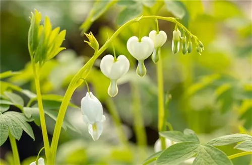 Hohe Garten-Herzblume, Tränendes Herz - Dicentra spectabilis 'Alba'