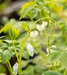 Hohe Garten-Herzblume, Tränendes Herz - Dicentra spectabilis 'Alba'