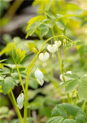 Hohe Garten-Herzblume, Tränendes Herz - Dicentra spectabilis 'Alba'