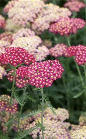 Achillea millefolium 'Paprika'