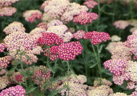 Achillea millefolium 'Paprika' - Garten-Schaf-Garbe