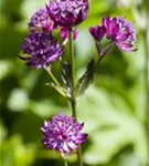 Große Sterndolde - Astrantia major