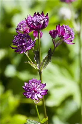 Große Sterndolde - Astrantia major