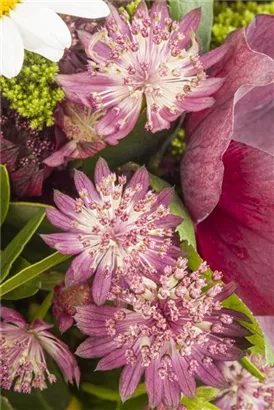 Große Sterndolde - Astrantia major