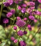 Große Sterndolde - Astrantia major