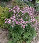 Große Sterndolde - Astrantia major