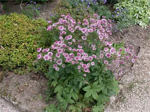 Große Sterndolde - Astrantia major