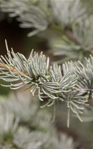 Cedrus atlantica 'Glauca'