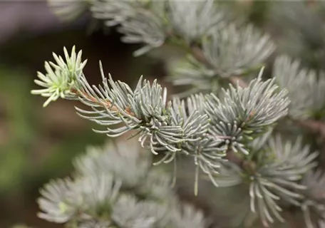 Cedrus atlantica 'Glauca' - Blaue Atlaszeder