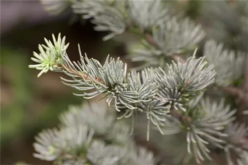 Blaue Atlaszeder - Cedrus atlantica 'Glauca'