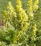 Gelbblühender Scheinlerchensporn - Corydalis lutea