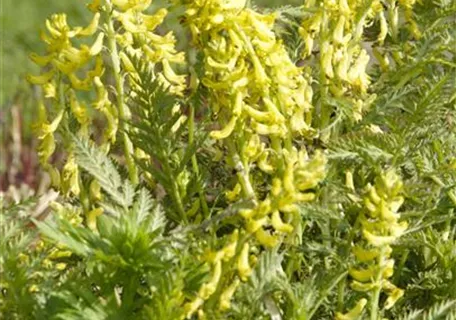 Corydalis lutea - Gelbblühender Scheinlerchensporn