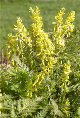 Gelbblühender Scheinlerchensporn - Corydalis lutea