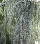 Hängende Blauzeder - Cedrus atlantica 'Glauca Pendula'