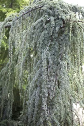 Hängende Blauzeder - Cedrus atlantica 'Glauca Pendula'