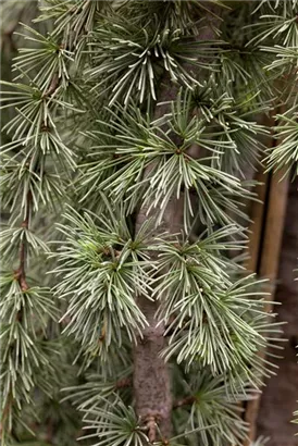 Hängende Blauzeder - Cedrus atlantica 'Glauca Pendula'