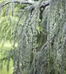 Hängende Blauzeder - Cedrus atlantica 'Glauca Pendula'