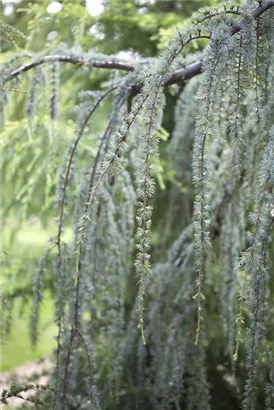 Hängende Blauzeder - Cedrus atlantica 'Glauca Pendula'