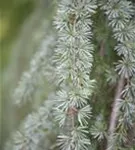 Hängende Blauzeder - Cedrus atlantica 'Glauca Pendula'