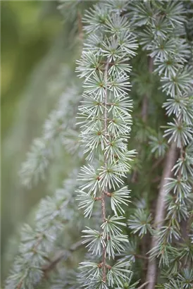 Hängende Blauzeder - Cedrus atlantica 'Glauca Pendula'