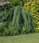 Hängende Blauzeder - Cedrus atlantica 'Glauca Pendula'