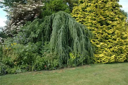 Hängende Blauzeder - Cedrus atlantica 'Glauca Pendula'