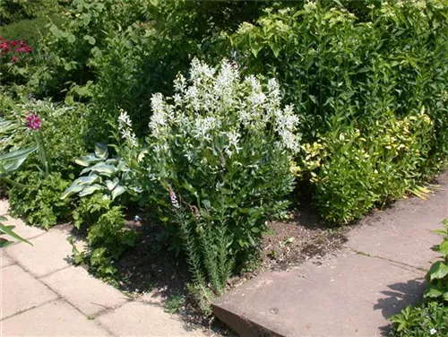 Weißblühender Diptam - Dictamnus albus 'Albiflorus'