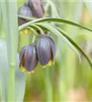 Michailowskys Kiebitzei - Fritillaria michailowskyi