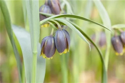 Michailowskys Kiebitzei - Fritillaria michailowskyi