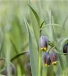 Michailowskys Kiebitzei - Fritillaria michailowskyi